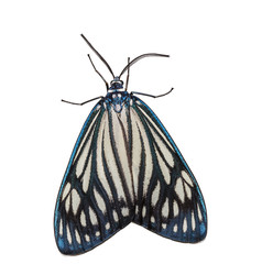 Fototapeta na wymiar Female Drury's Jewel (Cyclosia papilionaris) moth