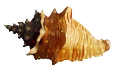 shell