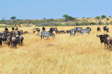 African wildlife