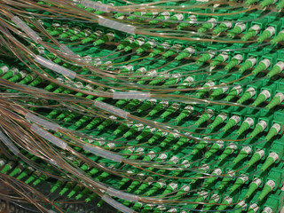 Fiber Optic Connectors in the back of a 576f Distribution Hub Panel connecting homes to Broad Band...