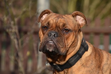 Englische Bulldogge