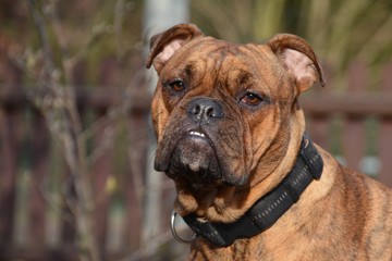 Englische Bulldogge