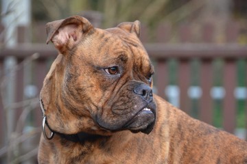 Englische Bulldogge