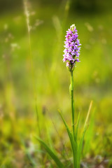 Wild Fragrant Orchid