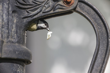 Kohlmeise bei der Aufzucht ihres Nachwuchses