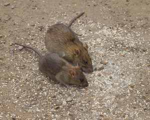 Rats