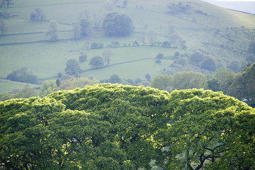 Looking over the tree tops to the fields on the hillside across the valley, Peak District near...