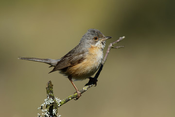 Curruca carrasqueña(Sylvia cantillans), posada en una rama