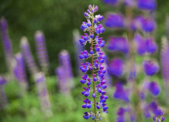 Fototapeta premium Field of Lupinus (lupin, lupine) near forest in sunny summer day