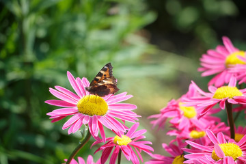 butterfly on a flower