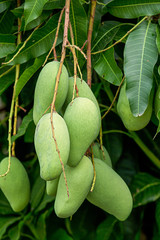 Mango on tree