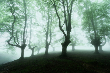 foggy forest with beautiful light