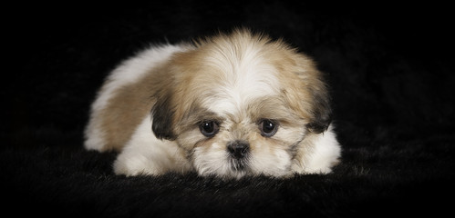 Chiot Shih-Tzu en studio sur fond noir