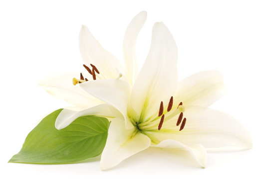 White lilies.