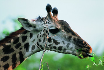 giraffe in the savanna