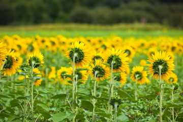 Sunflowers Field