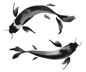 Ink Koi carp illustration. Vector image.