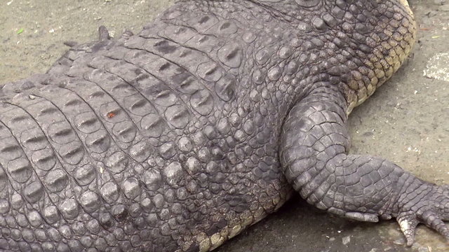 upper body shot of large crocodile, HD
