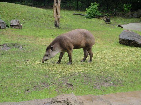 Flachlandtapir