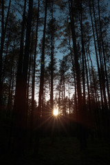 Beautiful forest under sunset sunbeam. Sun and trees