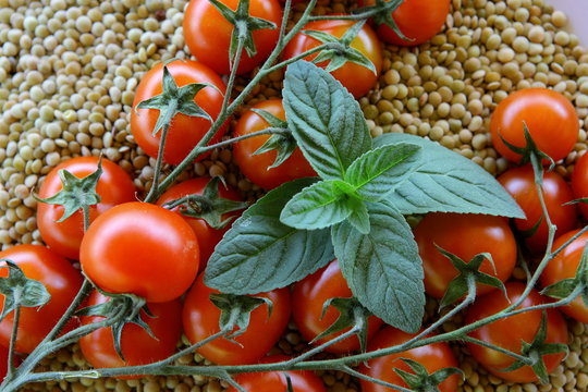 Cieciorka i pomidory