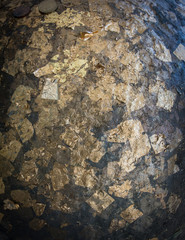 The gold leaf For the background and textures 