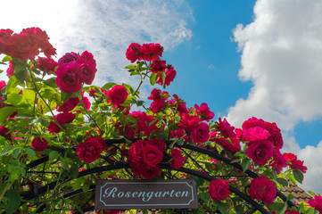 Prachtvoller Rosenbogen vor blauem Himmel - 85870329