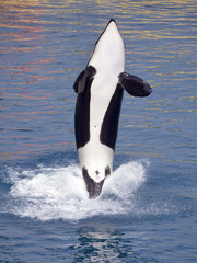 Fototapeta premium Orka wyskakująca z wody