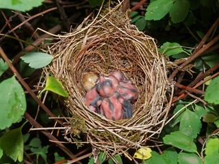Eurasian blackcap babies in the nest (Sylvia atricapilla) 
