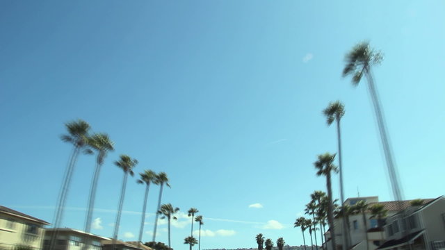 Driving in Los Angeles between palm tree tops - A short fast drive through a sunny street in Los Angeles, beautiful high palm trees on both sides of the road