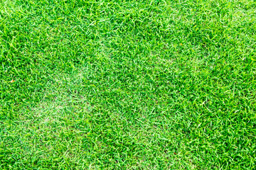 Fototapeta premium Grass texture