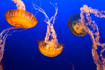 Fototapeta premium Floating Jelly Fish