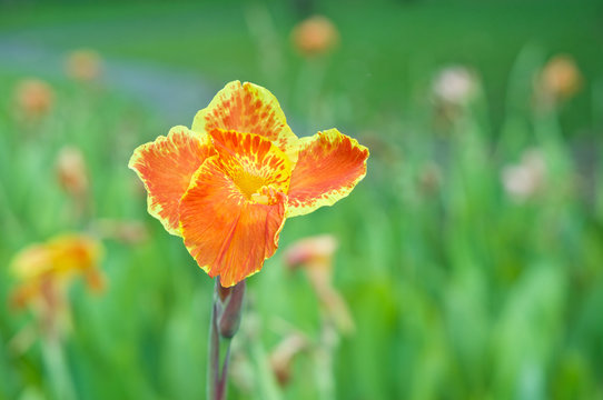 Canna generalis or Canna Lily