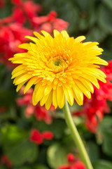 Yellow Gerbera