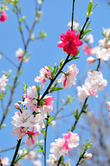 福島県　桃源郷　花見山の花桃