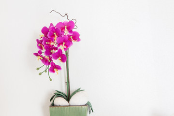 Purple orchids flower on white wall.