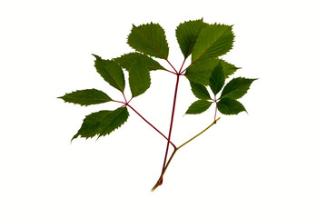 branch parthenocissus