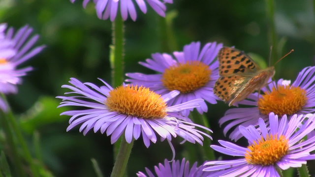 Butterfly on a flower
