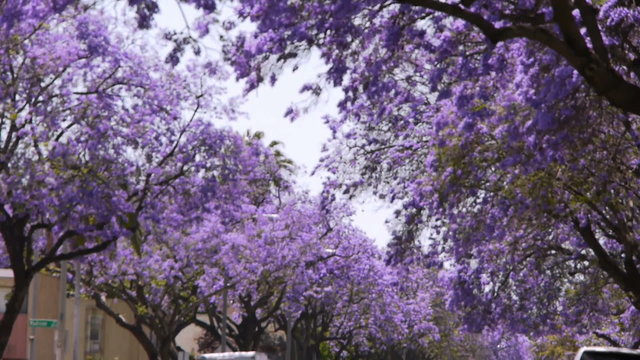 Jacaranda Tree at full bloom in Southern California streets