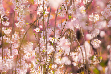 Cherry (Sakura)  blossom in Japan.