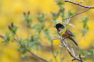Obraz premium Orchard Oriole