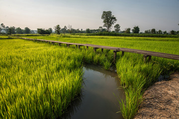 Sunny dawn in a field in Thailand