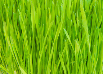 Fototapeta na wymiar Grass green