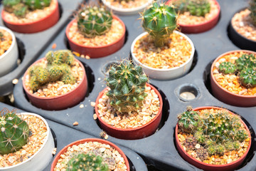 Cactus in small pot.