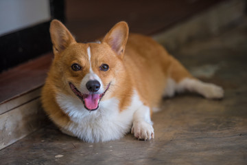 Corgi dog