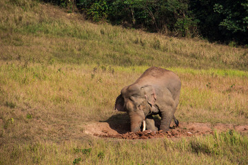 Fototapeta premium The elephant.