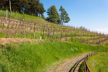 Rows of win along a trekking path