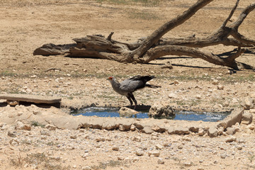 secretary bird