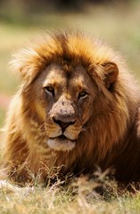 Naklejka na ściany i meble Lion in the savanna