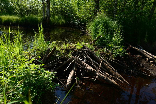 Forest river blocked by beaver dams forming shoal
